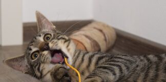 Poznaj zalety silikonowego żwirku dla kotów