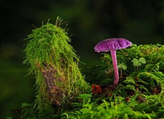 Jak zmyć farbę olejną z pędzla? Jak zmyć farbę olejną z pędzla?
