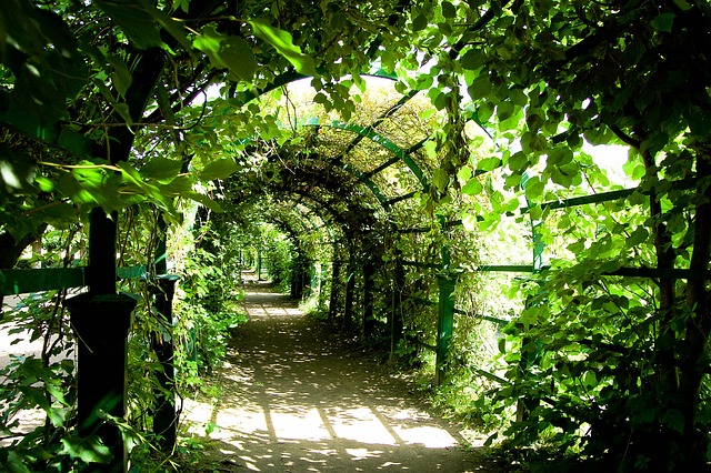 Jaka pergola do winogron? Jaka pergola do winogron?